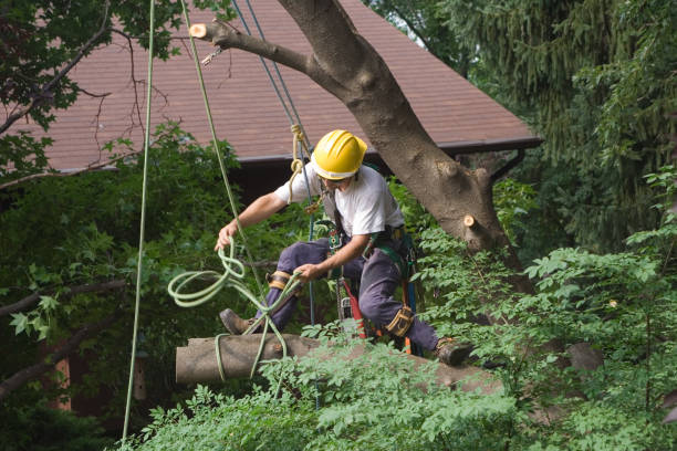 How Our Tree Care Process Works  in  Woodstock, AL