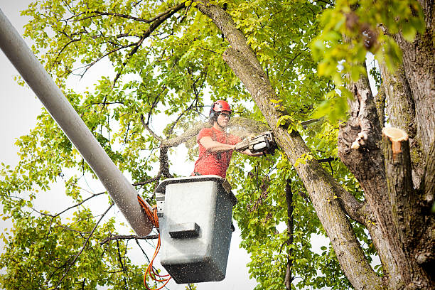 Woodstock, AL Tree Services Company